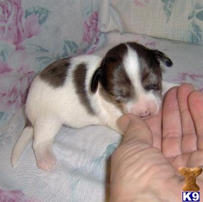 Patch - Adorable White and Gray LC Chiweenie Boy
